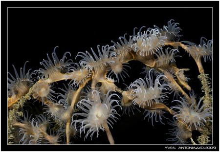 Death by pretty stranglers !!!!.............. Fuji S5 pro... by Yves Antoniazzo 