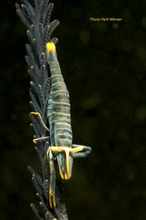 Cool Character!  I found this guy hanging out in Lembeh. ... by Richard Witmer 