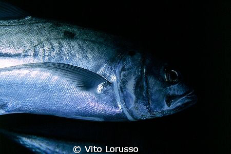 Fishs by Vito Lorusso 