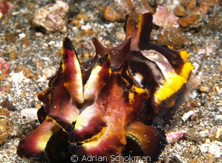 Flamboyan Cuttle Fish in all Its Glory.. Olympus E-330 + ... by Adrian Schokman 