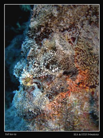 Mimicry (Scorpaenopsis oxycephalus). Canon G10 & Inon D20... by Bea & Stef Primatesta 