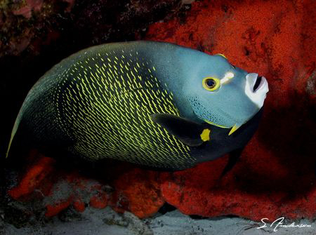 This image of a French Angelfish was taken last Friday wh... by Steven Anderson 