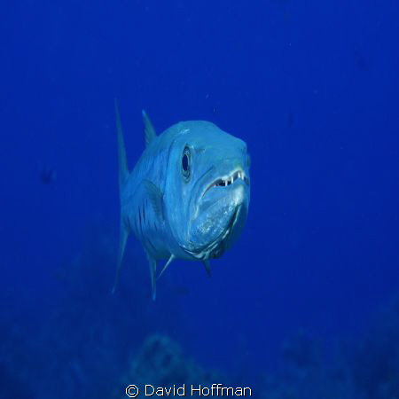 Cuda, up close and personal.  60 mm. by David Hoffman 