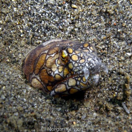 Napoleon Snake Eel off the coast near the Megamall in Man... by Morgan Ashton 