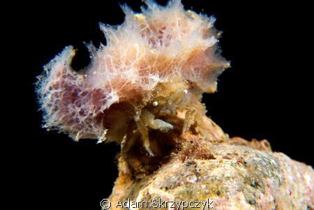 King of the hill crab. by Adam Skrzypczyk 