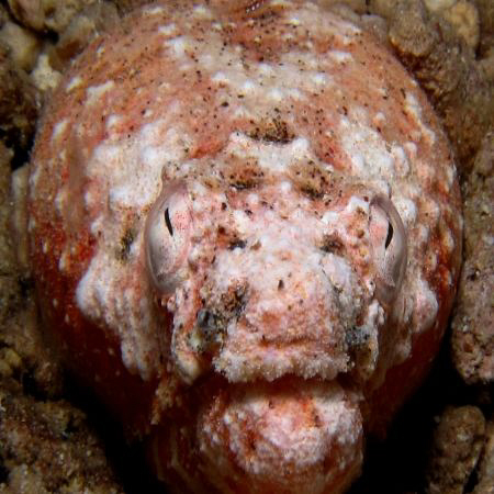 Late afternoon dive,plenty of critters! by Bernard Maglana 