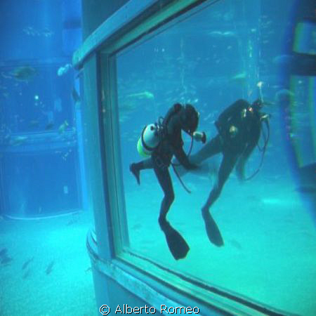 The diver in the aquarium is wiping the glass that reflec... by Alberto Romeo 