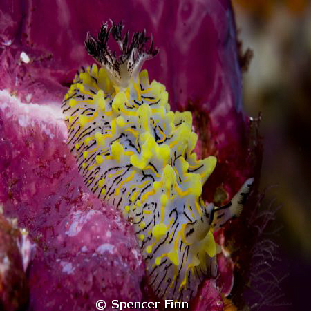 60mm Lens, Richelieu Rk, Thailand by Spencer Finn 