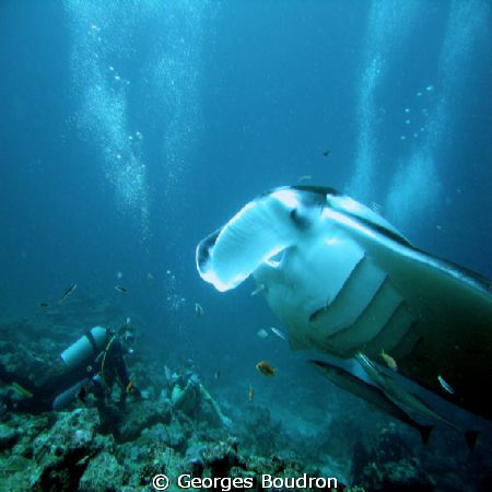 one of the mantas schooling at a cleaning station by Georges Boudron 