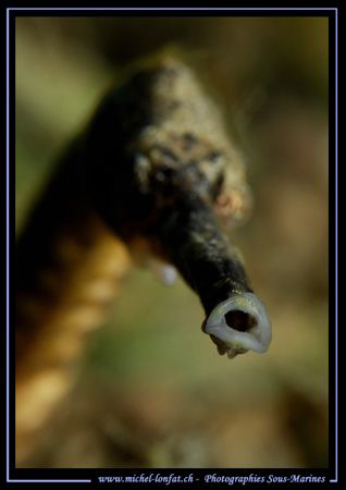 "Just the details of the mouth"... no croping... Que du B... by Michel Lonfat 