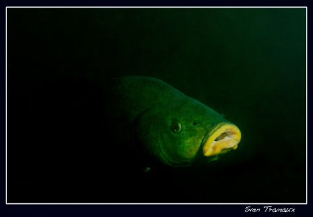 A tench showing up by Sven Tramaux 