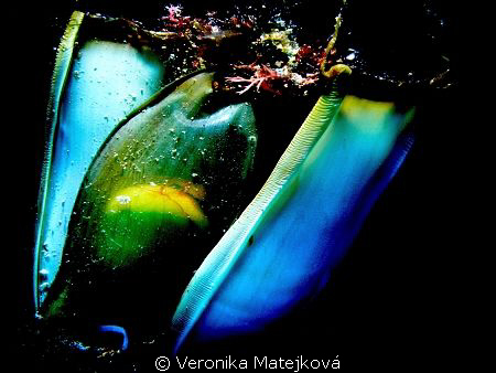 This photo was created by accident.It's a shark egg.
It ... by Veronika Matějková 