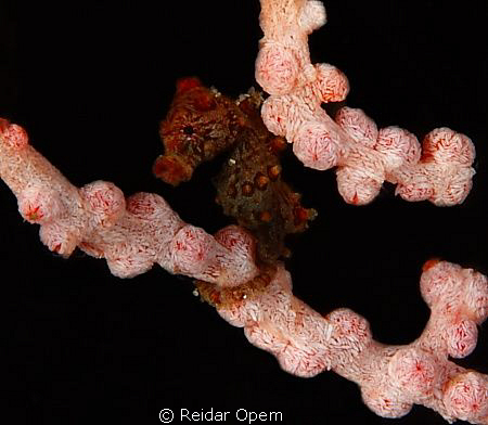 This is a juvenile Hippocamous Bargibanti. It shared the ... by Reidar Opem 