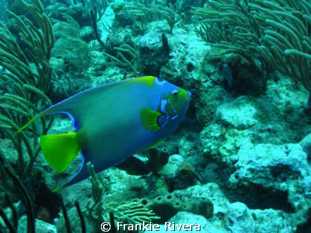 Another of my favorites, Queen Angel Fish @ Andrea's by Frankie Rivera 