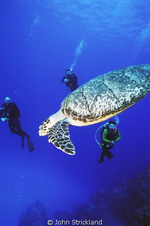 turtle cozumel nikonos 15mm by John Strickland 