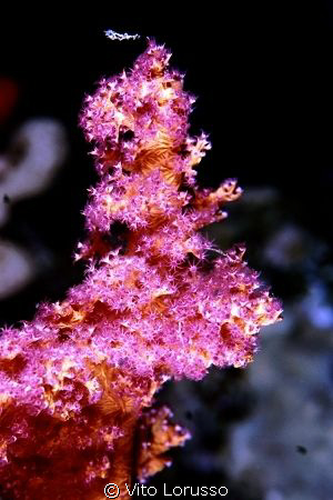 Corals - Dendronephthya Sp. by Vito Lorusso 