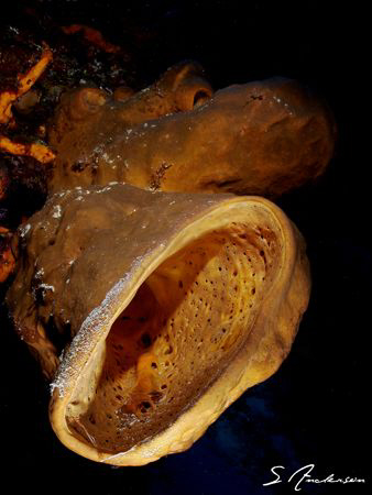 Sponges large and small make up  a lot of the landscape u... by Steven Anderson 
