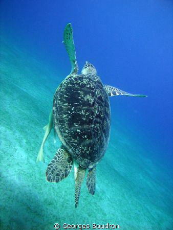 abu dabab turtle by Georges Boudron 