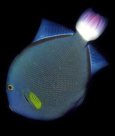 Yellowfin Surgeonfish by Martin Dalsaso 