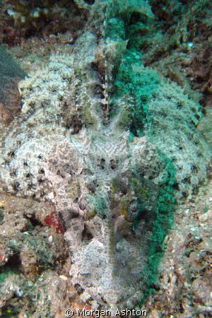 "You can stop looking at me now." Crocodilefish mug shot.... by Morgan Ashton 