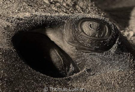 found in Lanzarote; D200 by Thomas Lueken 