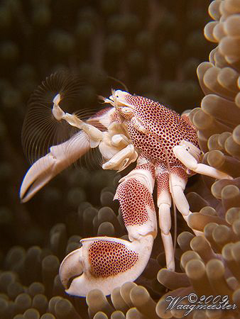 Anemone porcelain crab (Neopetrolisthes maculatus) trying... by Marco Waagmeester 