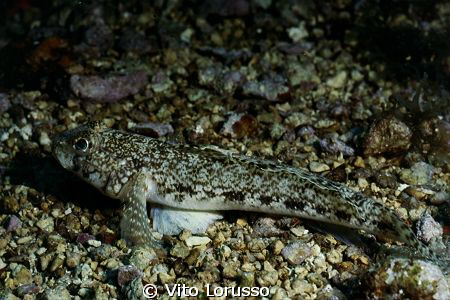 Fishs by Vito Lorusso 