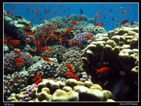 Hard coral garden. Canon Ixus 980. by Bea & Stef Primatesta 