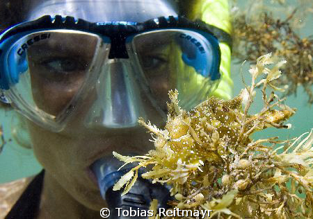 Sargasso Frogfish with my wife Christine in the backgroun... by Tobias Reitmayr 