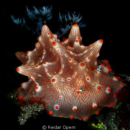 Halgerda Batangas in Lembeh strait by Reidar Opem 