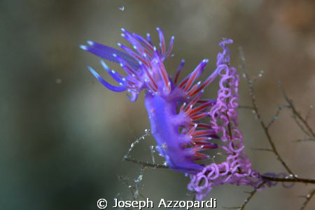 Nudi and eggs. This photo was taken on a shipwreck at 34m... by Joseph Azzopardi 