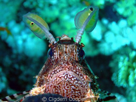 common lionfish by Cigdem Cooper 