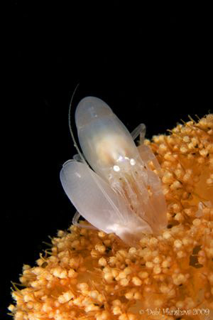 "Ghostly" Ghost Shrimp No Cropping :o) by Debi Henshaw 