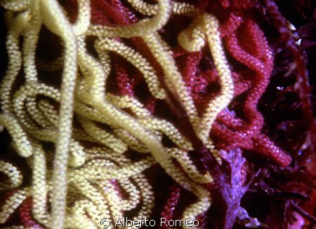 Is it spaghetti & tomato ?  No it is eggs of Aplysia ( Nu... by Alberto Romeo 
