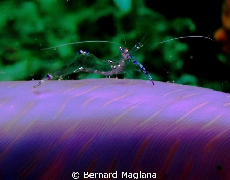 Babusanta,Talikud Island,Davao by Bernard Maglana 