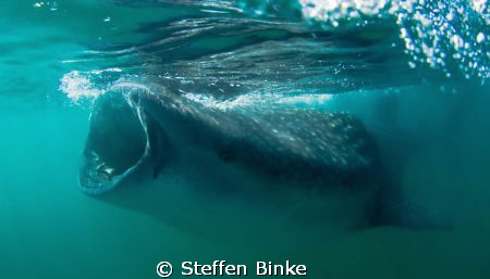 My food by Steffen Binke 
