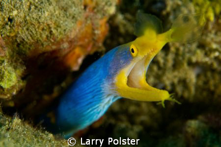 D300-60mm by Larry Polster 