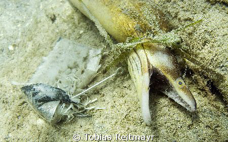 Fishing, seen from the flipside - strangulated Moray Eel,... by Tobias Reitmayr 