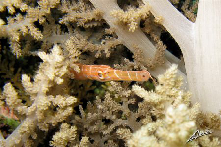 Trumpet fish coming out of a bush of soft coral in Beacon... by Adriano Trapani 