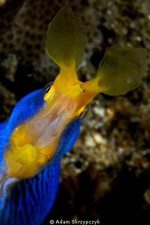 Ribbon eel greeting. by Adam Skrzypczyk 