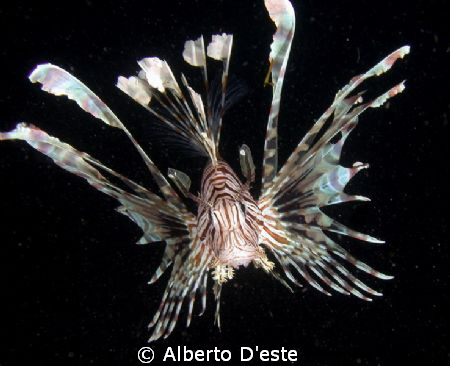 Lionfish by Alberto D'este 