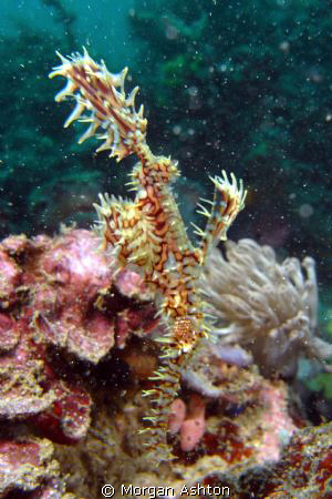 Ornate Ghost Pipefish. Camera: Sea and Sea DX-1G by Morgan Ashton 