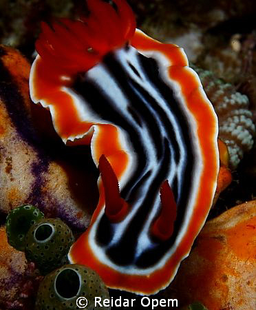 The magnificent Chromodoris Magnifica from Lembeh strait by Reidar Opem 