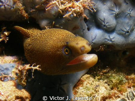 baby goldentail moray at crash boat dive site in Aguadill... by Victor J. Lasanta 