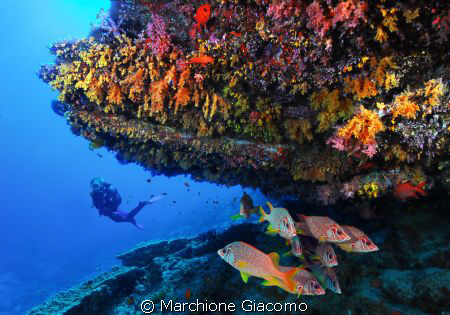 Fesdoo atoll.Maldives. il fungo
Nikon D200, 12-24 zoom, ... by Marchione Giacomo 