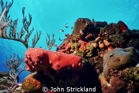 nikonos 15mm by John Strickland 