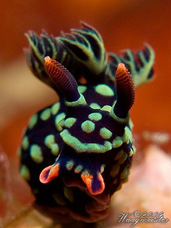 Nudibranch portrait (Nembrotha kuberyana) - Gili Banta, I... by Marco Waagmeester 