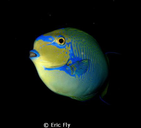 Late afternoon dive, Siapan by Eric Fly 