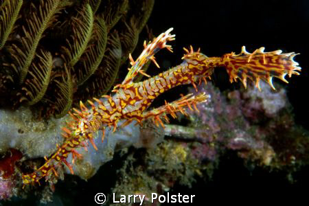 Muck dive, Lembeh, D300-60mm by Larry Polster 
