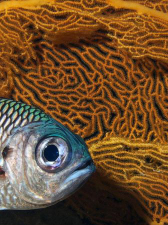 soldierfish w/fan by Martin Dalsaso 